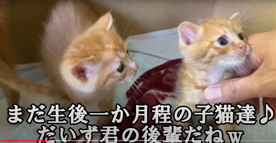 箱の中の子猫