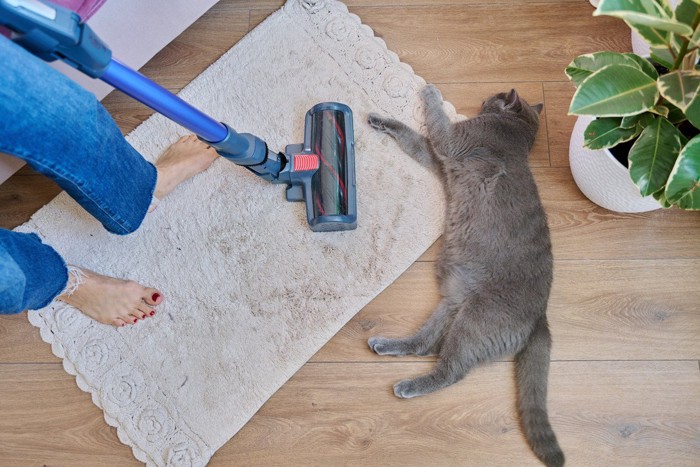 掃除機どかない猫