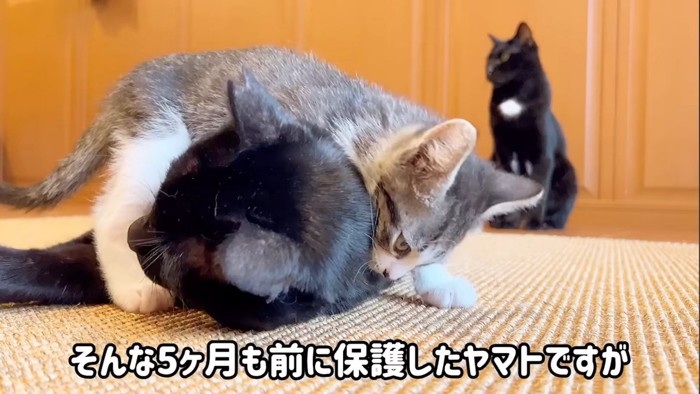 子猫に噛まれる黒猫