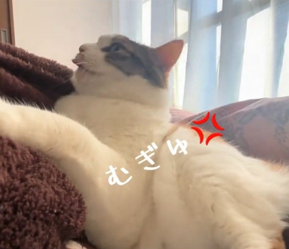 怒る猫