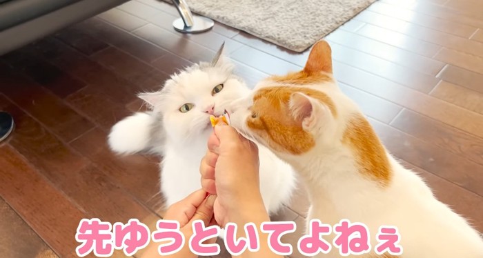 ちゅーるを食べる猫