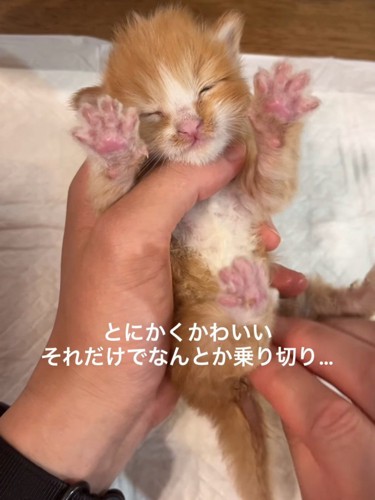 目を閉じてお尻を拭かれる子猫