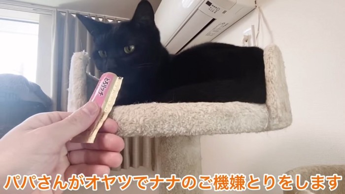 おやつをもらう黒猫