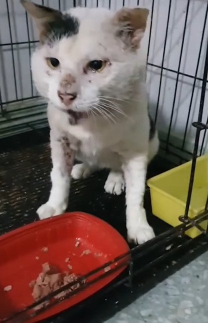 ご飯を食べる猫