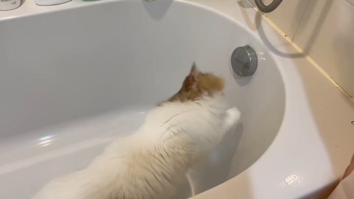 落ちてくる水を触ろうとする猫