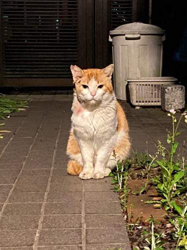 敷地内で座る野良猫