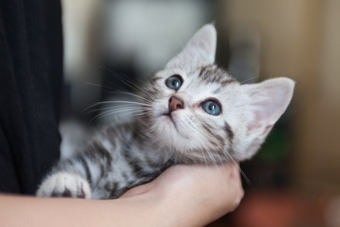 飼い主に抱かれるアメリカンショートヘアの子猫