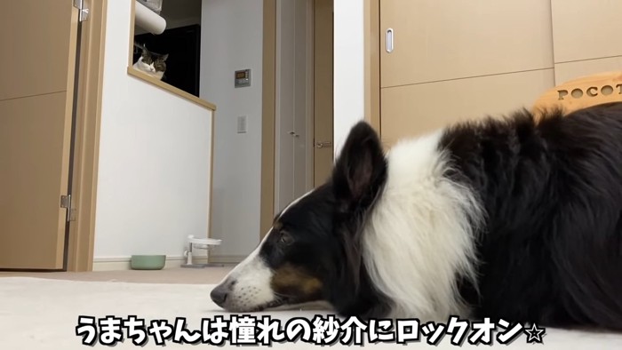 遠くから犬を見る猫