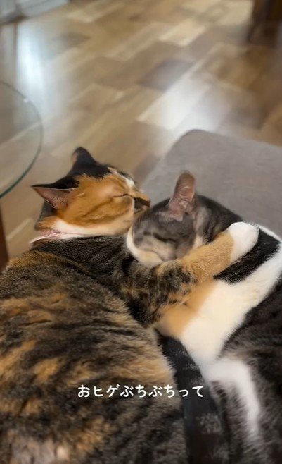 猫に毛づくろいをしている猫