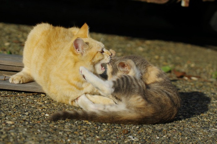 野良猫の喧嘩