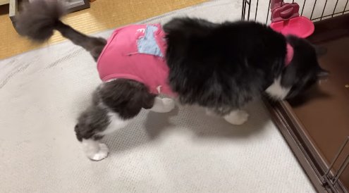 ケージに入っていく猫