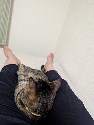 足元でくつろぐたまちゃん
