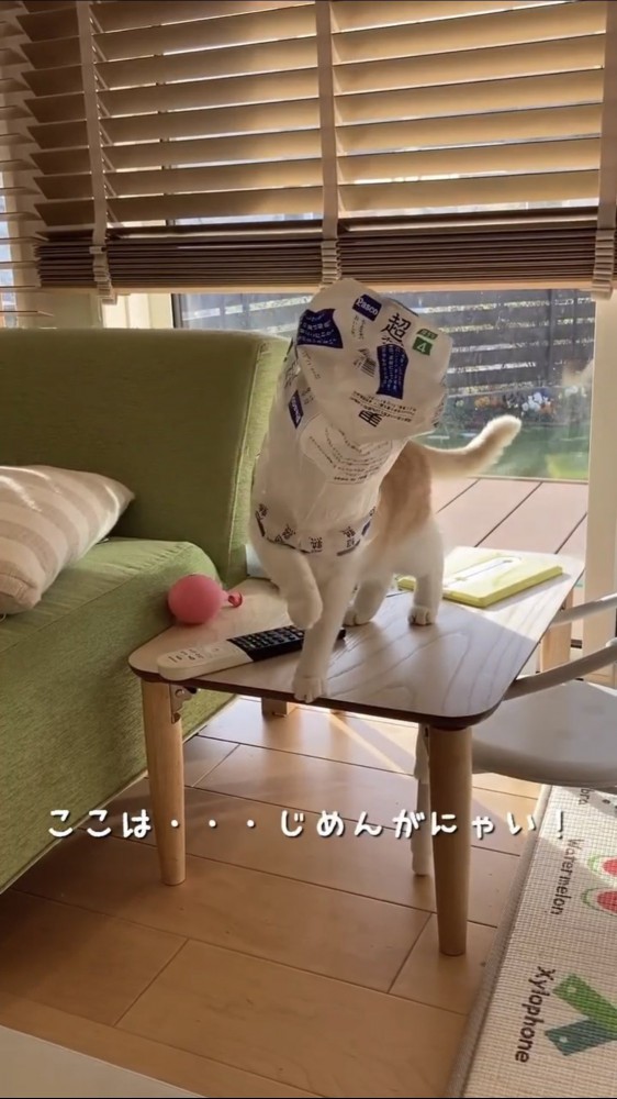 袋をかぶる猫%％前が見えないがんもくん