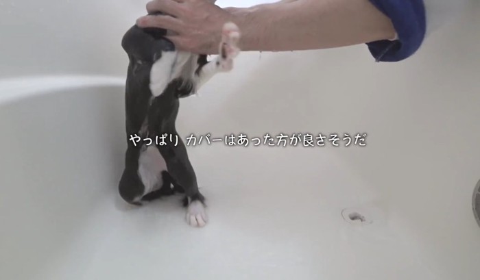 暴れる猫