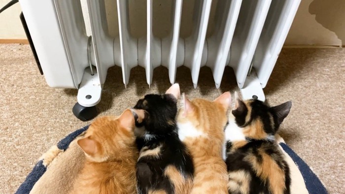 後ろ姿のアップ