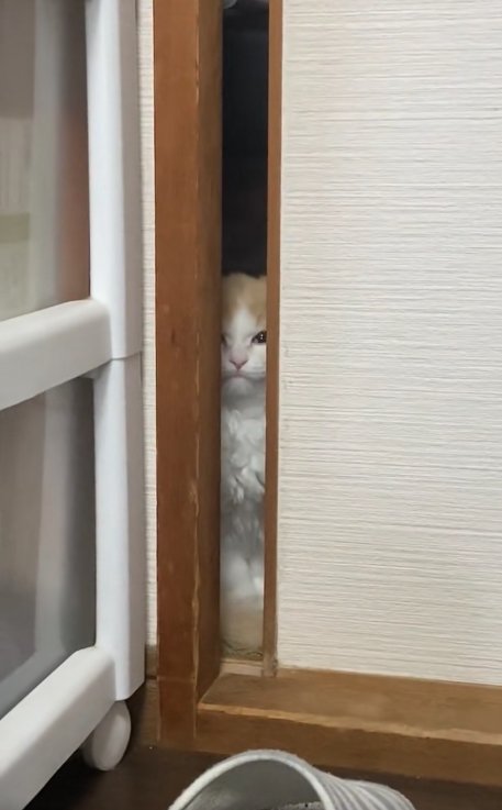 口を閉じてカメラの方を見つめる猫