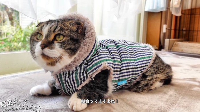 チェックの服を着た猫