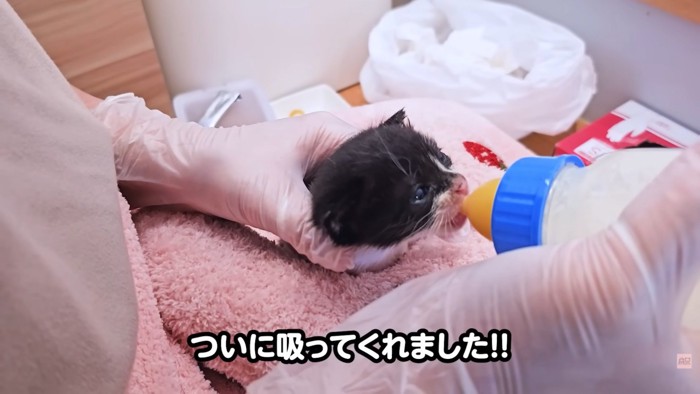 テロップ「ついに吸ってくれました!!」