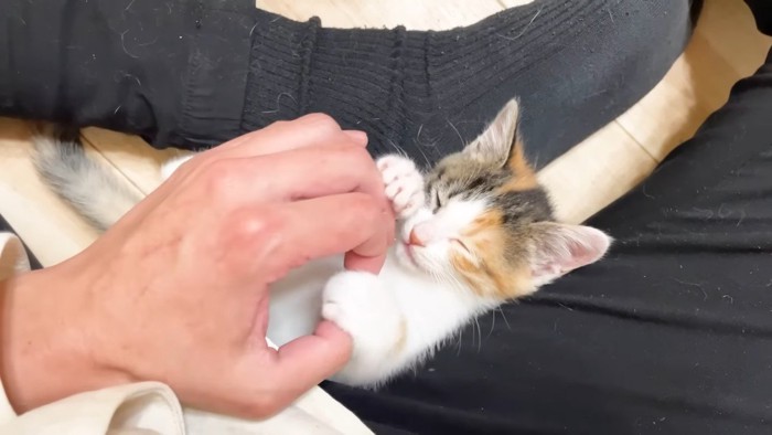 目を瞑る三毛ちゃん