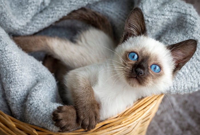 シャム猫の子猫