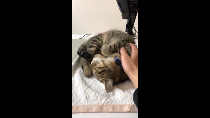 寝転がる子さもじくん