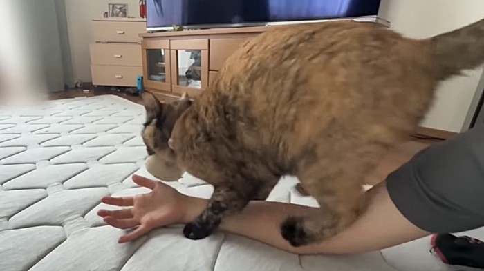 飼い主さんの腕を前腕～肘のほうまでふみふみする猫