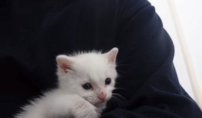 子猫を抱く飼い主さん