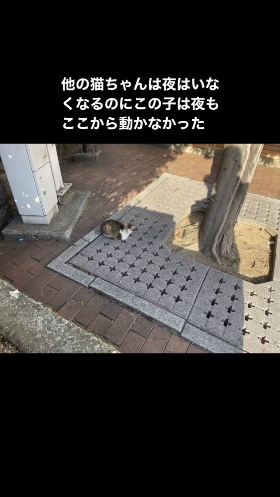 地面に座る猫