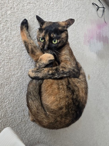 自分の体を抱きかかえてしっぽの毛づくろいをしている猫