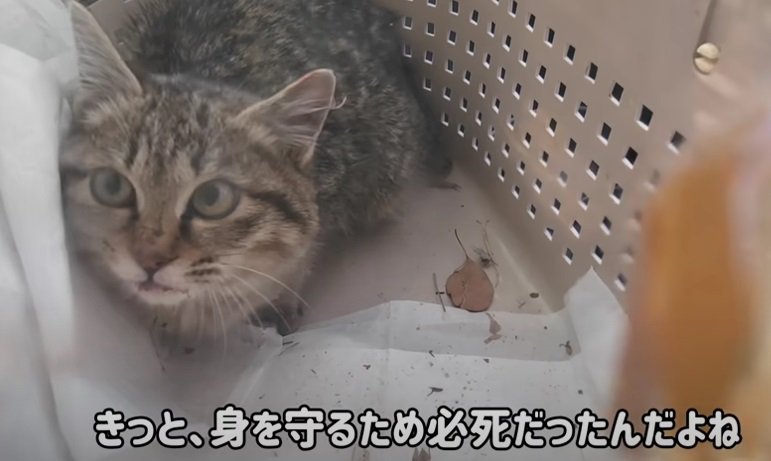 捕獲されて怯える子猫