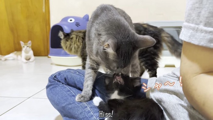 シャ〜!