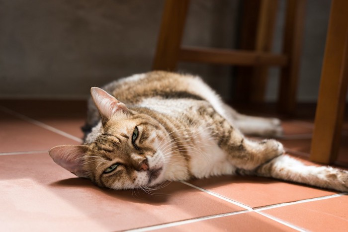 機嫌の悪そうな猫