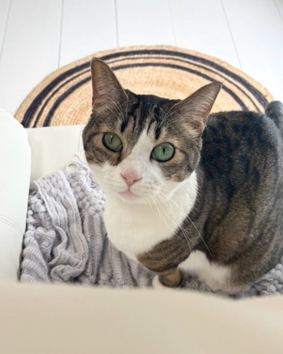 カメラ目線の猫