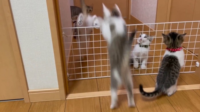 柵を飛び越える2匹の子猫
