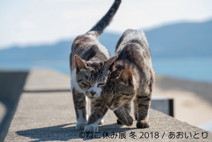 あおいとり