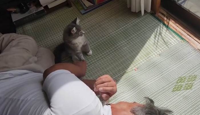 外を見る猫