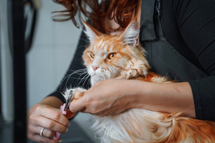 爪を切られる猫