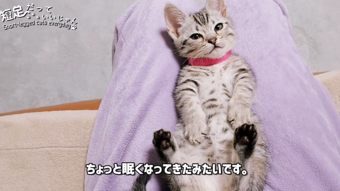 目を細める猫