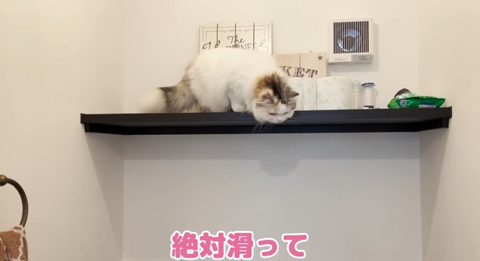 下を覗く猫