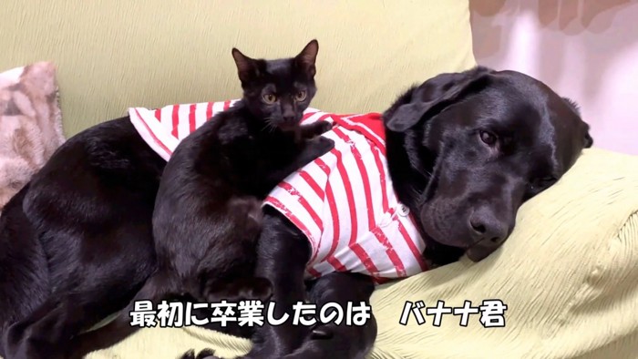 犬の上に乗る猫