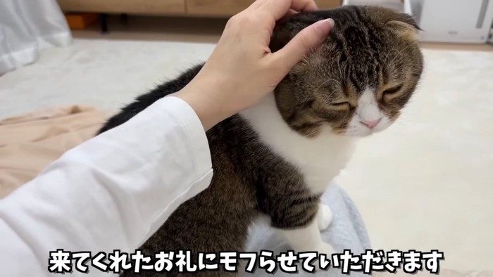 膝の上に座る猫