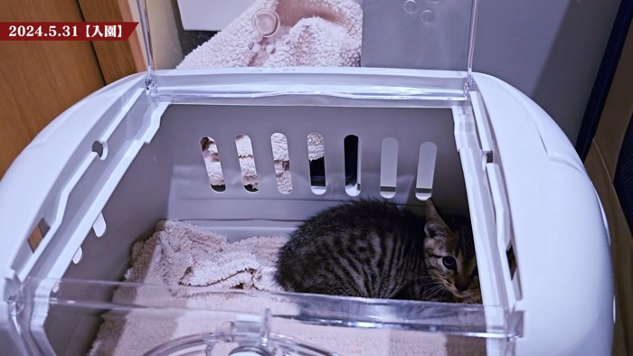 キャリーの中にいる子猫