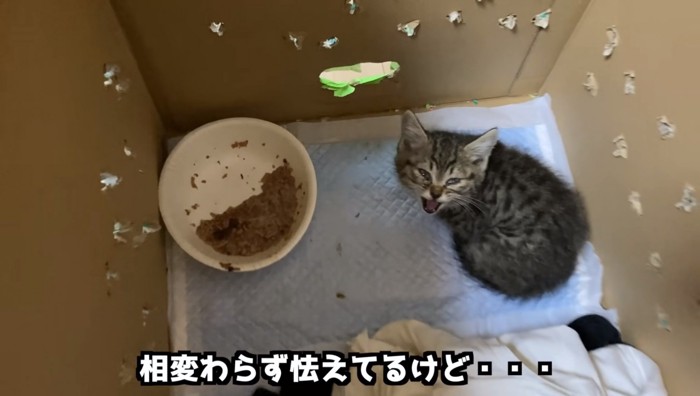 威嚇する子猫