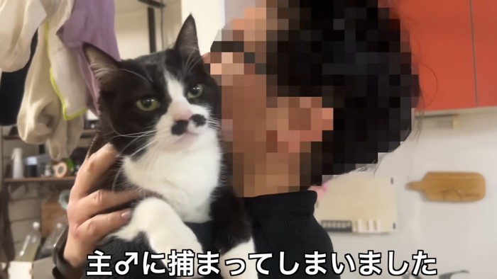 抱っこされる猫