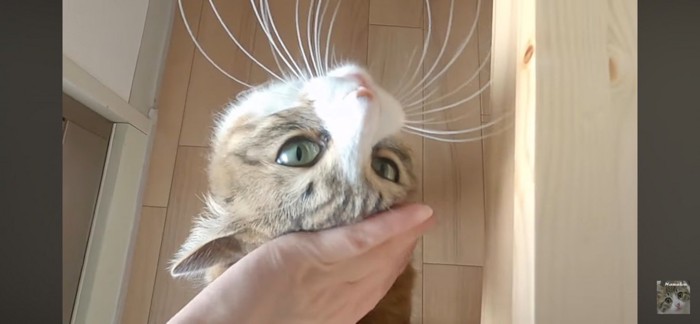 撫でられる猫