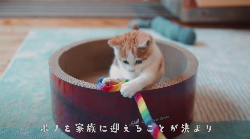 サークル型の爪研ぎに入る子猫