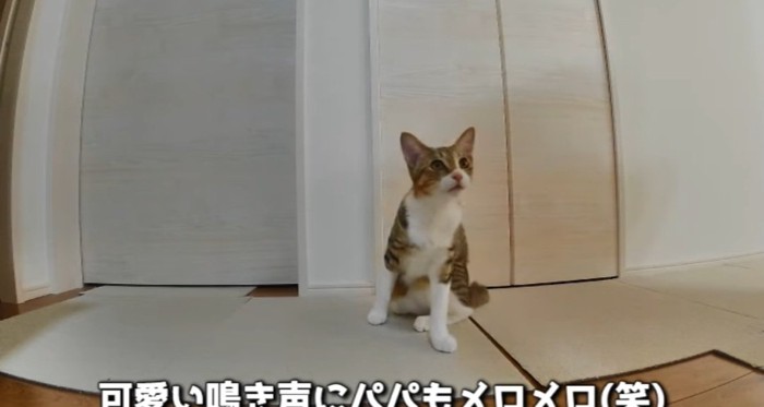 見つめる猫