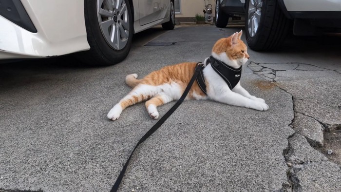 寝そべる猫