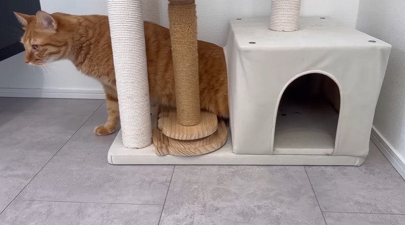 立ち上がる猫