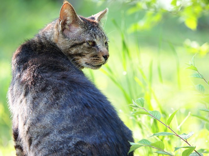 病気の猫